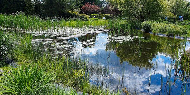 Rośliny do oczka wodnego