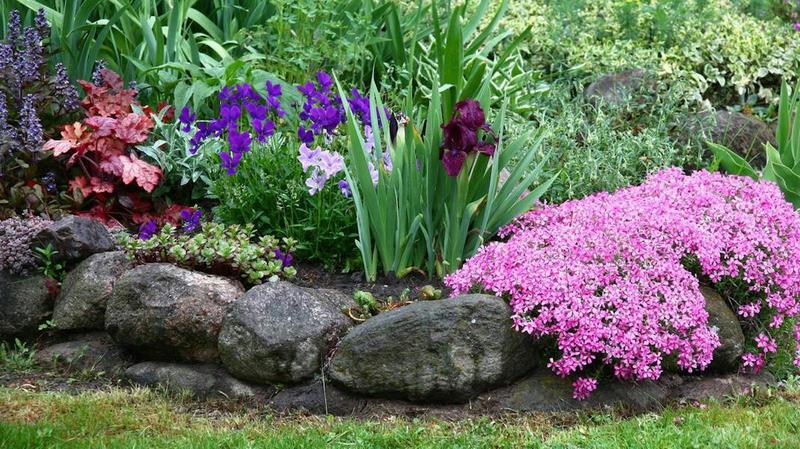 Rośliny towarzyszące floksom wiechowatym