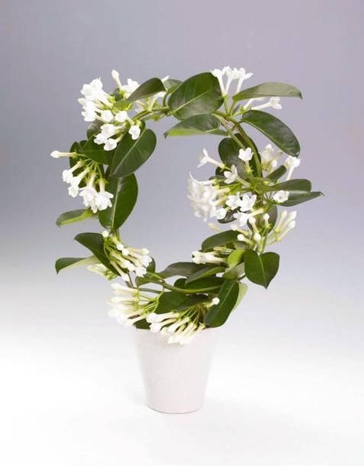 Światło i wilgotność stefanotis