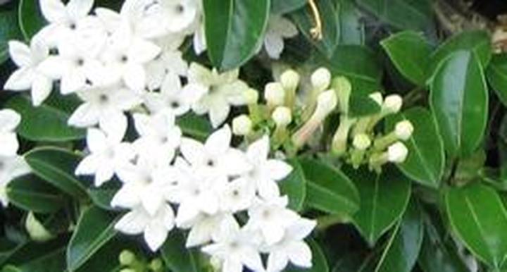 Toksyczność stefanotis dla zwierząt i ludzi