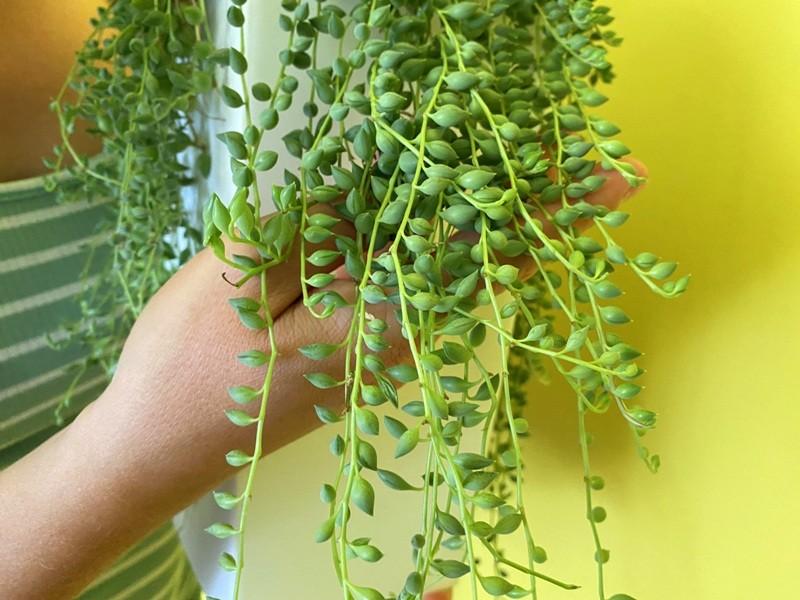 Uprawa Senecio rowleyanus