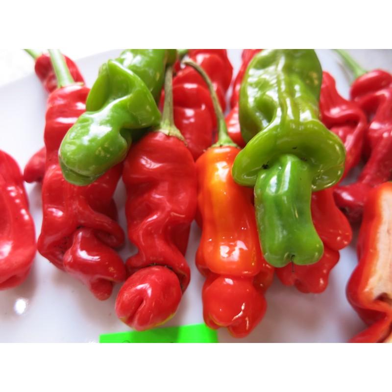 Uprawa papryki krok po kroku