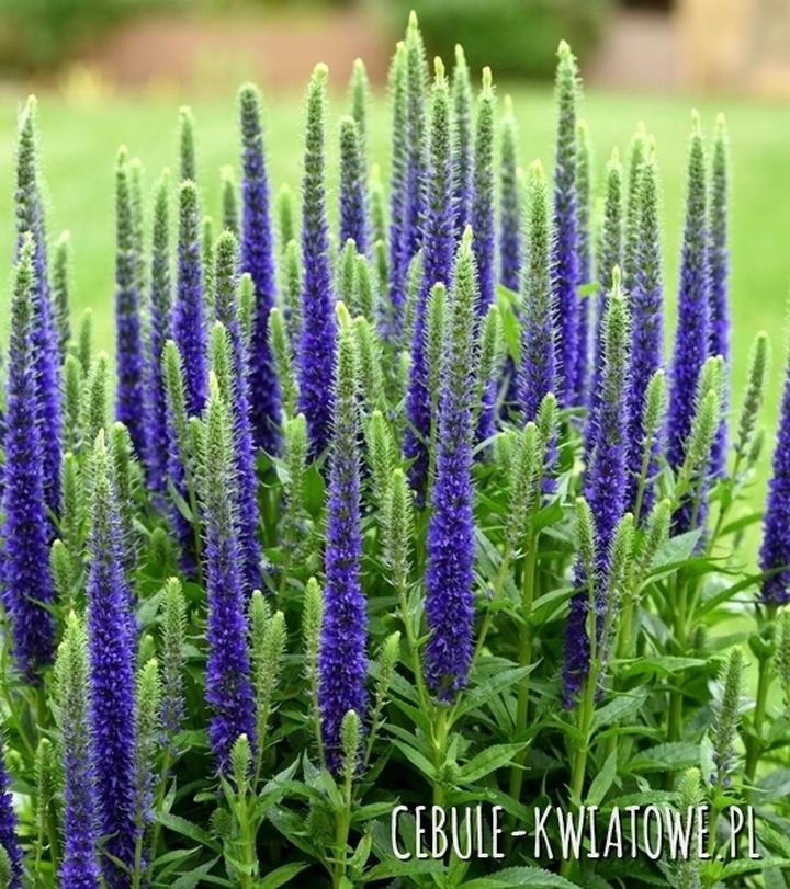 Uprawa przetacznika kłosowego