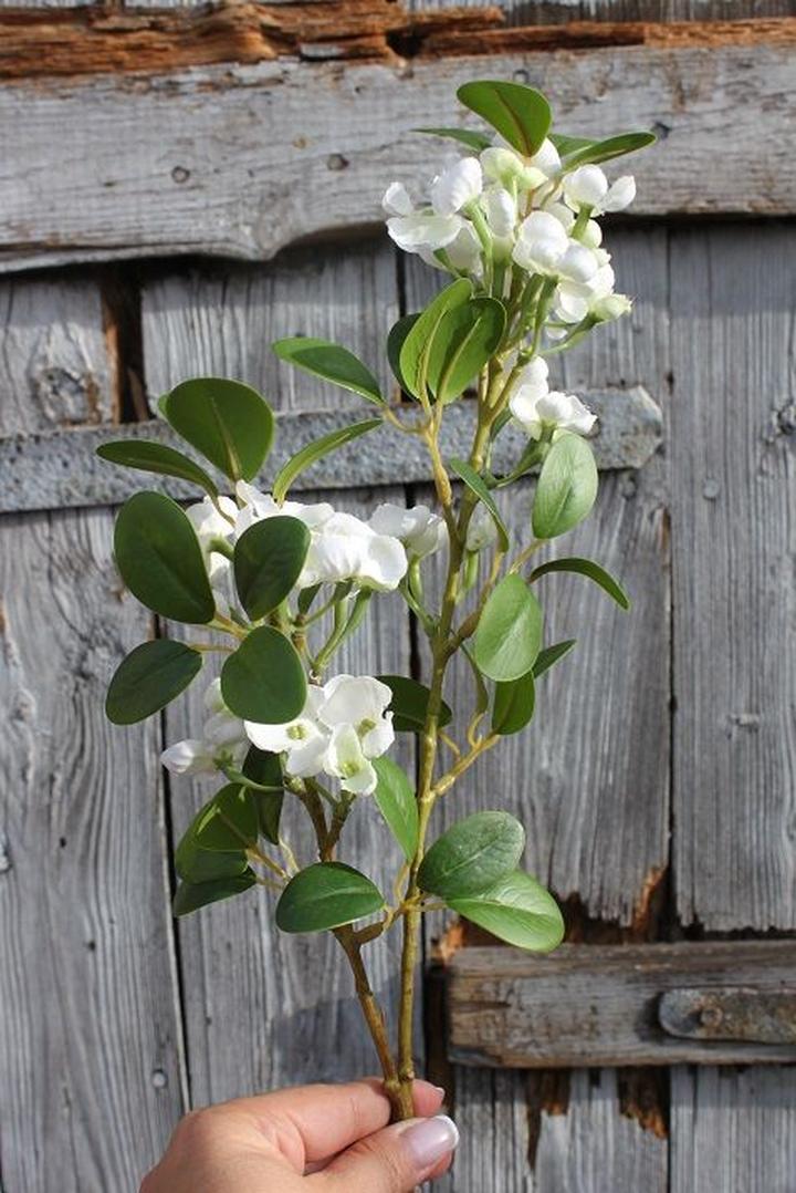 Wymagania uprawowe stefanotis