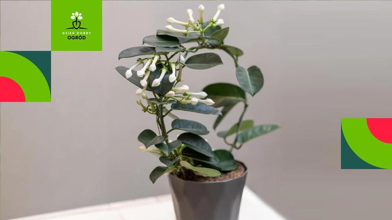 Zastosowanie stefanotis w ogrodzie