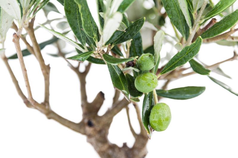 Zimowanie drzewka oliwnego