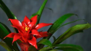 Bromelia doniczkowa – jak ją uprawiać i pielęgnować, a także czy jest trująca?