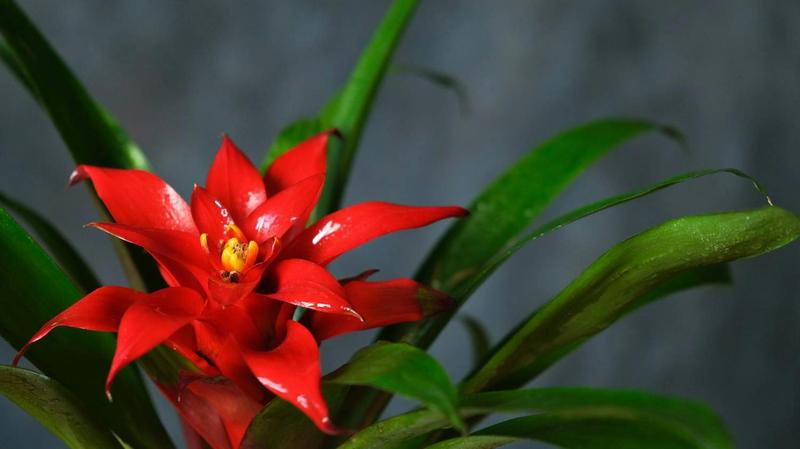 Bromelia doniczkowa – jak ją uprawiać i pielęgnować, a także czy jest trująca?