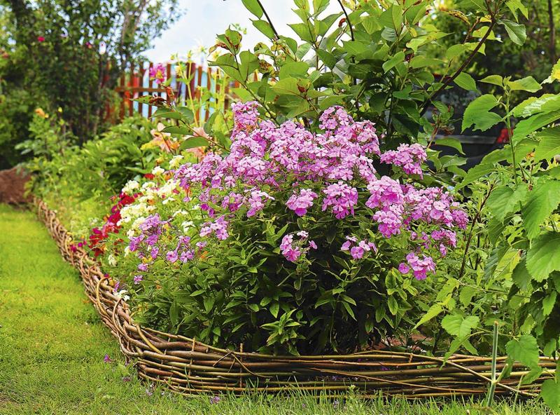 Idealne towarzystwo – co posadzić obok floksów wiechowatych, aby stworzyć piękne kompozycje?