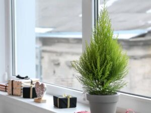 Jak efektywnie uprawiać cyprysa w doniczce? Praktyczne porady na zimowanie tego pięknego drzewa