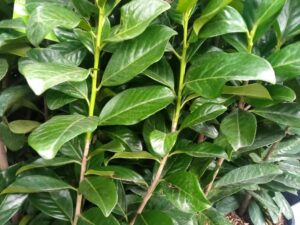 Jak przywrócić zdrowie laurówisni – co robić, gdy liście stają się brązowe?