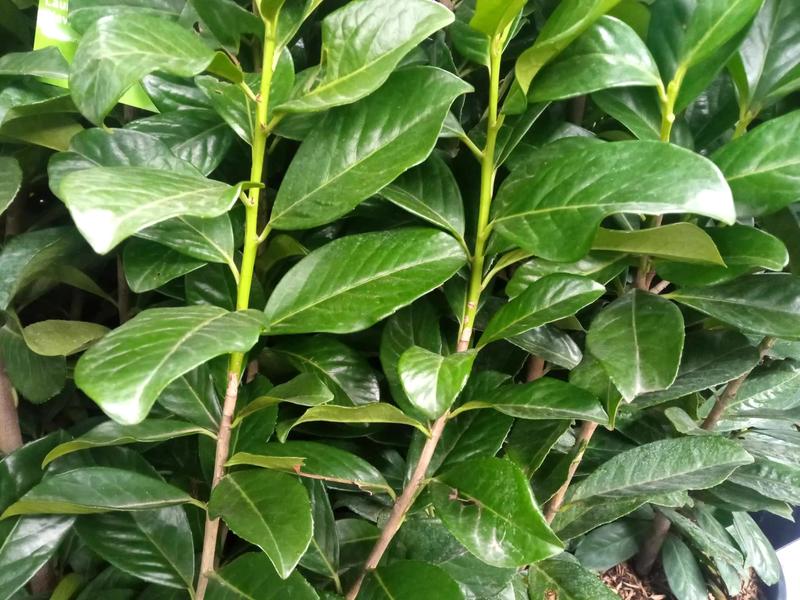 Jak przywrócić zdrowie laurówisni – co robić, gdy liście stają się brązowe?