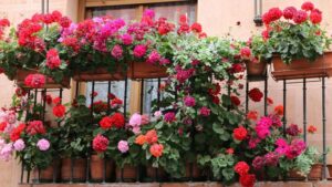 Jak skutecznie wybudzić pelargonie po zimie, by zachwycały pięknem i bujnością?