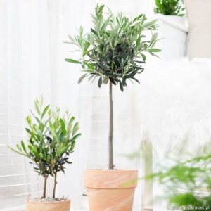 Jak skutecznie zimować drzewko oliwne - porady dotyczące oliwki europejskiej