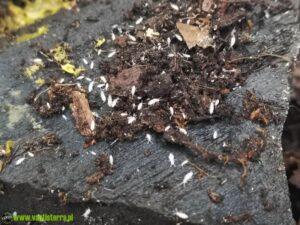 Jak skutecznie zwalczyć skoczogonki w doniczkach – praktyczne porady dla ogrodników