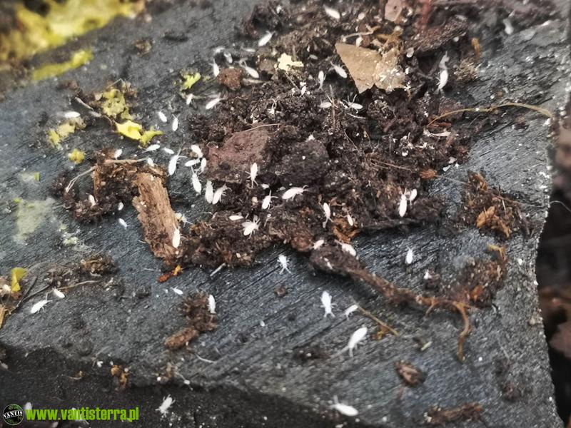 Jak skutecznie zwalczyć skoczogonki w doniczkach – praktyczne porady dla ogrodników