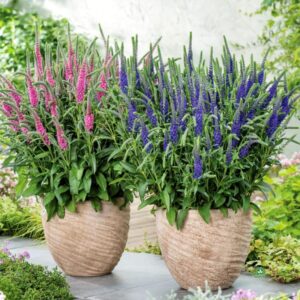 Jak uprawiać i pielęgnować przetacznik klosowy oraz skutecznie go zimować?