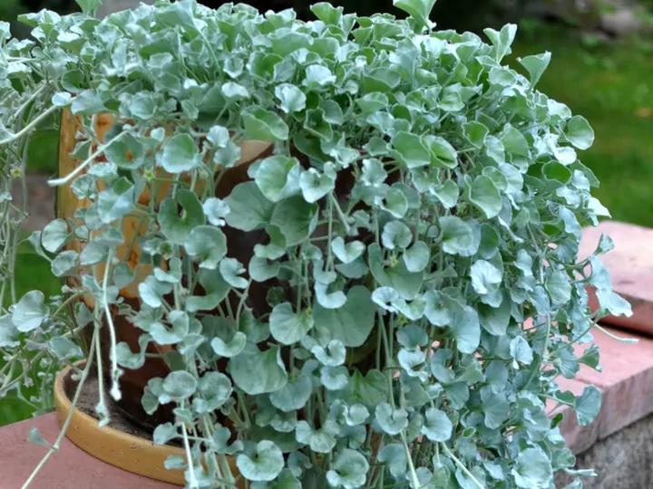 Jak wygląda uprawa i zimowanie dichondry wieloletniej? Przewodnik po pielęgnacji tej wyjątkowej rośliny