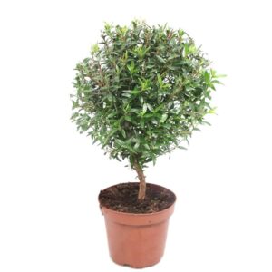 Mirt pospolity: Jak i kiedy przycinać dla zdrowego wzrostu oraz pięknej formy