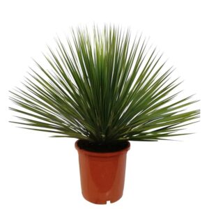 Sekrety szybkiej uprawy i pielęgnacji juki rostrata: jak sprawić, by rosła zdrowo?