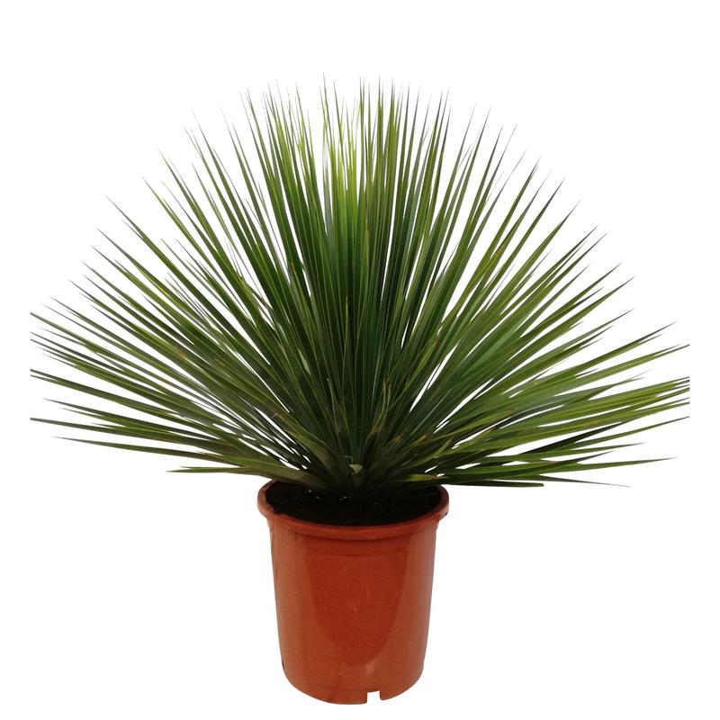 Sekrety szybkiej uprawy i pielęgnacji juki rostrata: jak sprawić, by rosła zdrowo?