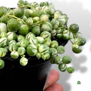 Sekrety udanej uprawy starca Rowleya: jak pielęgnować Senecio rowleyanus i cieszyć się jego kwitnieniem