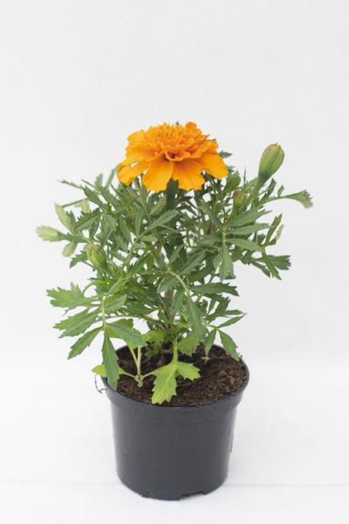 Aksamitka w doniczkach