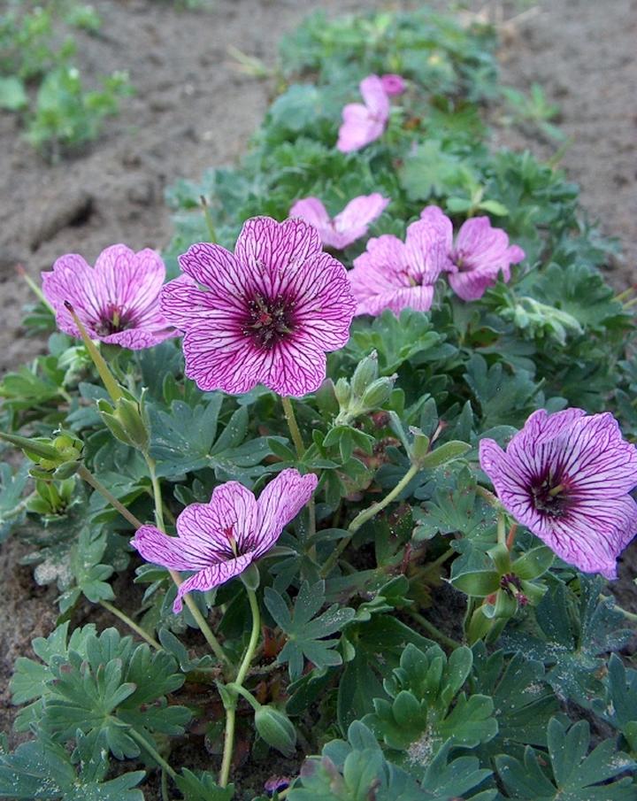 Błędy przy rozmnażaniu geranium