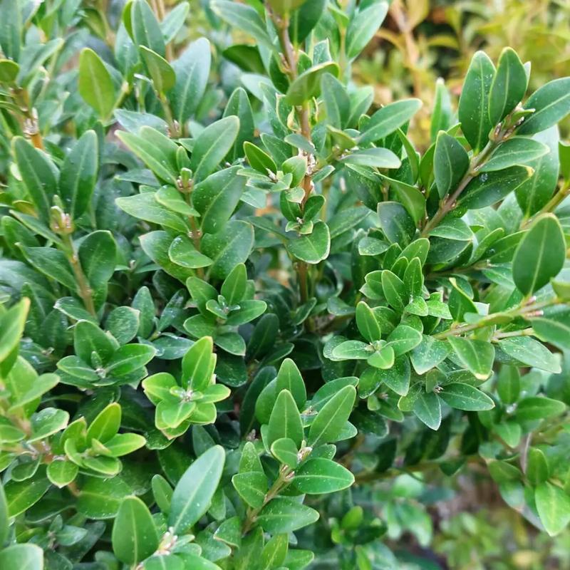 Choroby bukszpanu i zwalczanie