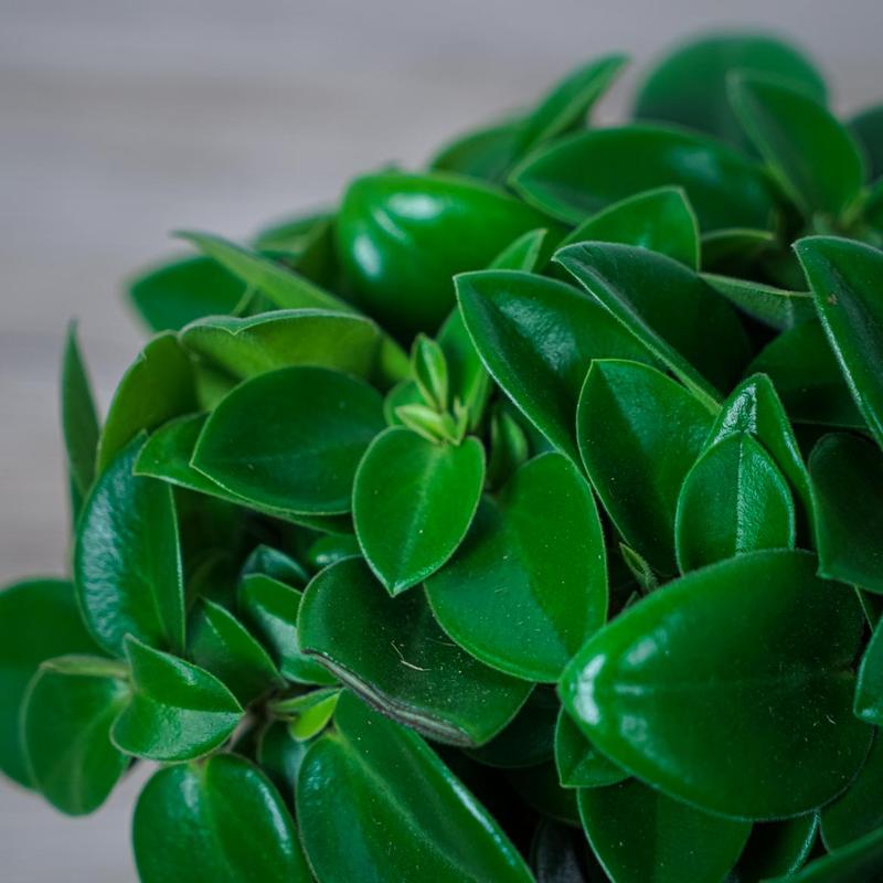 Choroby i szkodniki peperomii