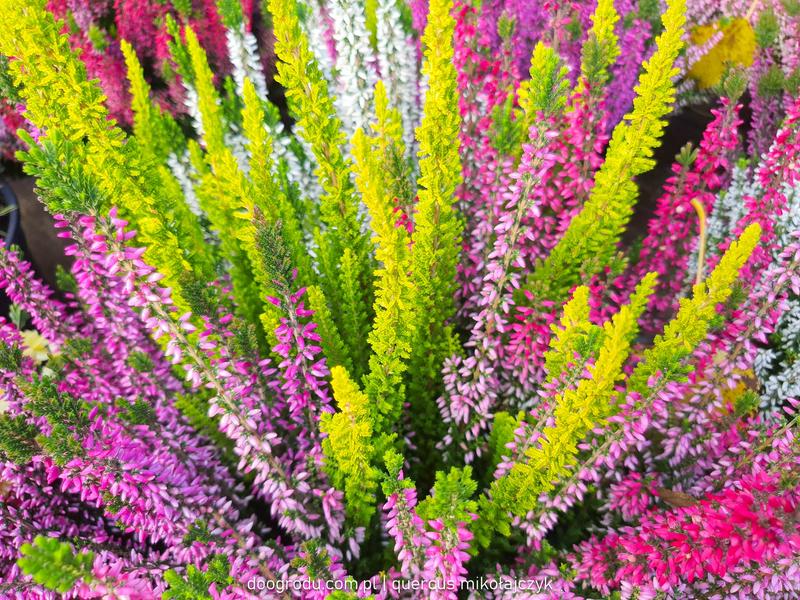 Choroby i szkodniki wrzosów