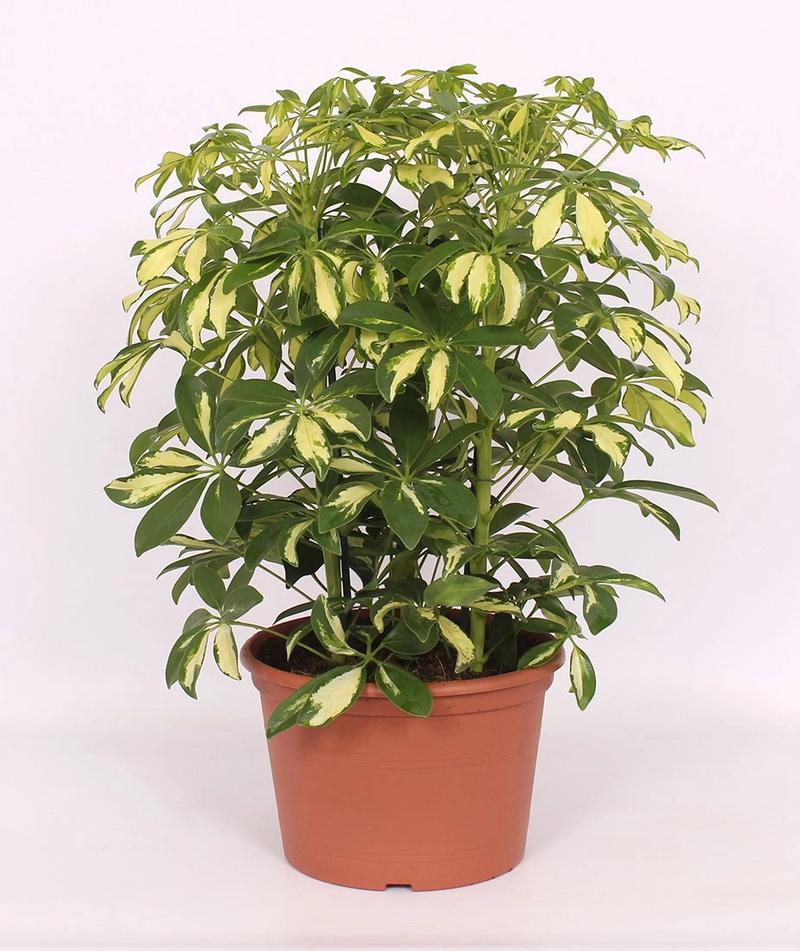 Czy szeflera jest trująca