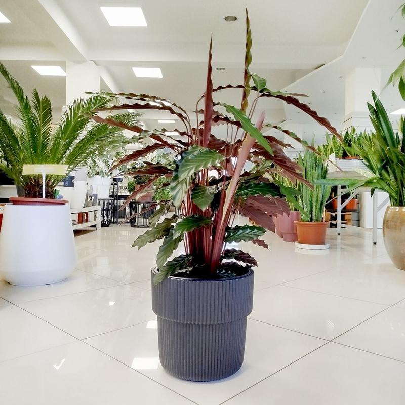 Diagnozowanie i pielęgnacja roślin doniczkowych