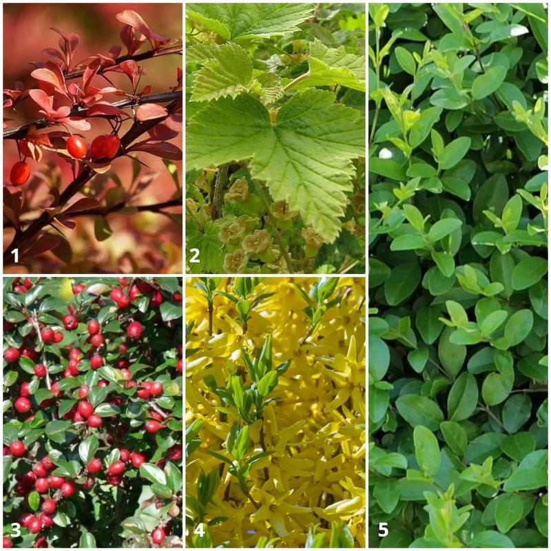 Dobór krzewów do stylu ogrodu