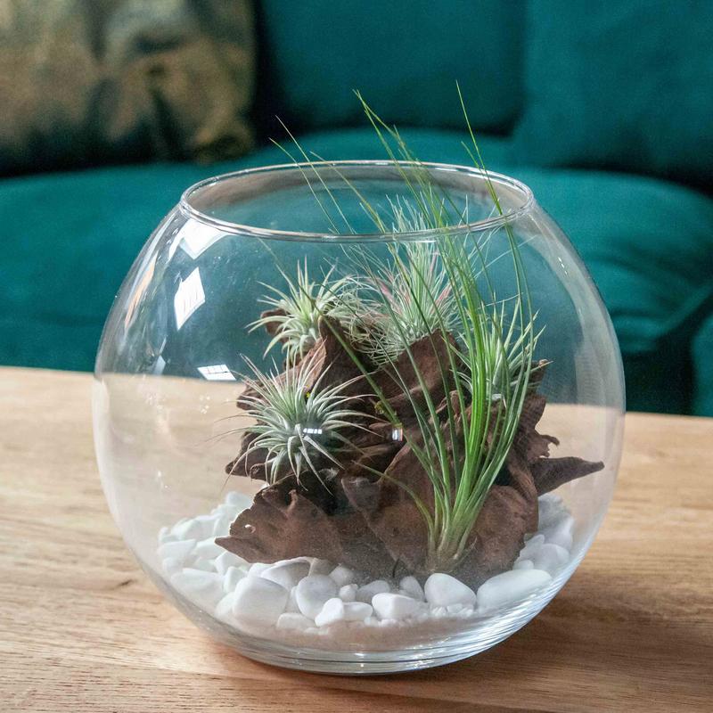 Gatunki bez systemu korzeniowego