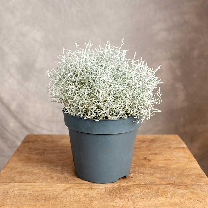 Kalocefalus Browna a bioróżnorodność ekosystemów