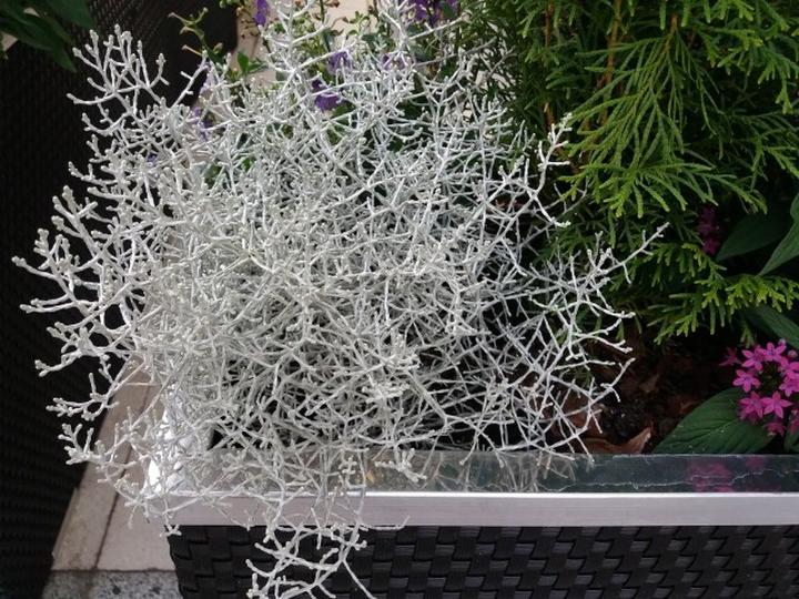 Kalocefalus Browna w kulturze i sztuce