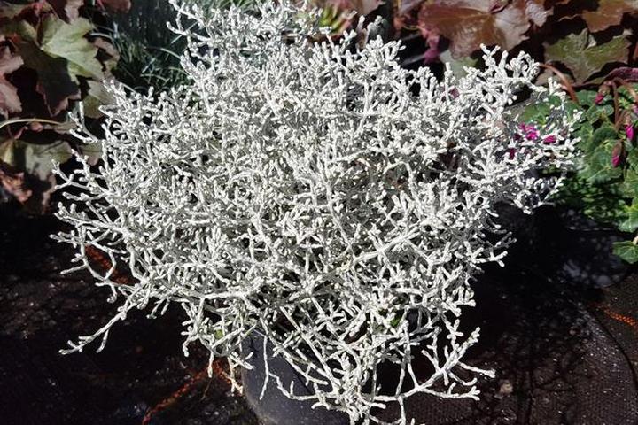 Kalocefalus Browna właściwości zdrowotne