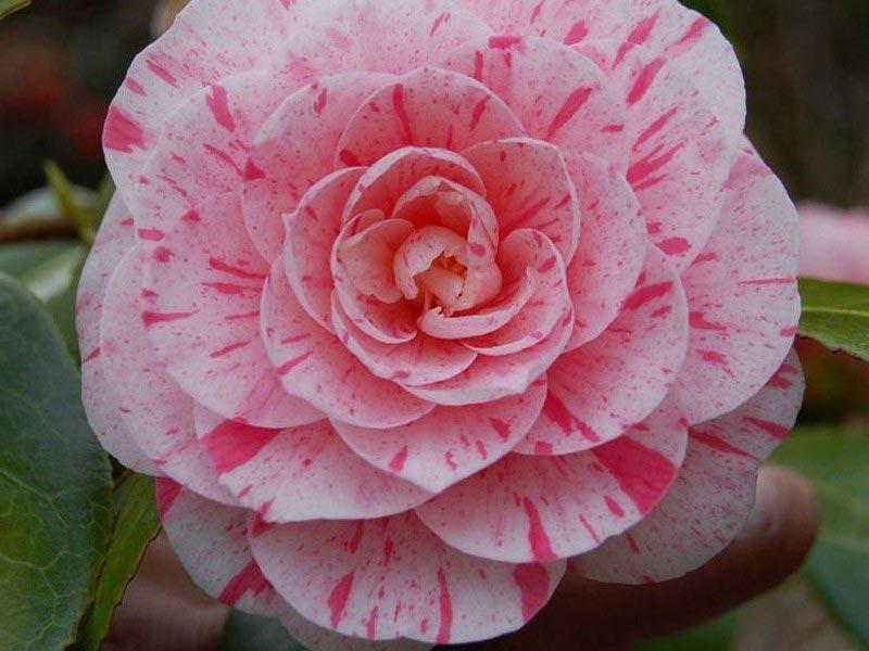 Kiedy kwitnie kamelia