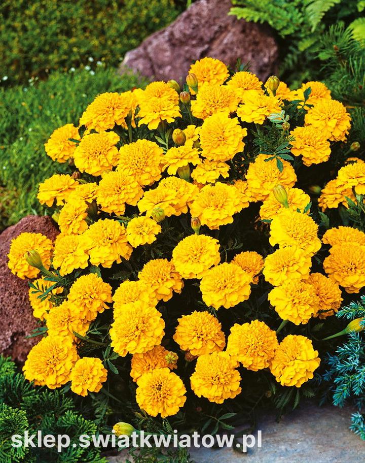 Kiedy siać aksamitki