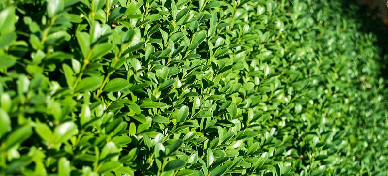 Krzewy liściaste czy iglaste