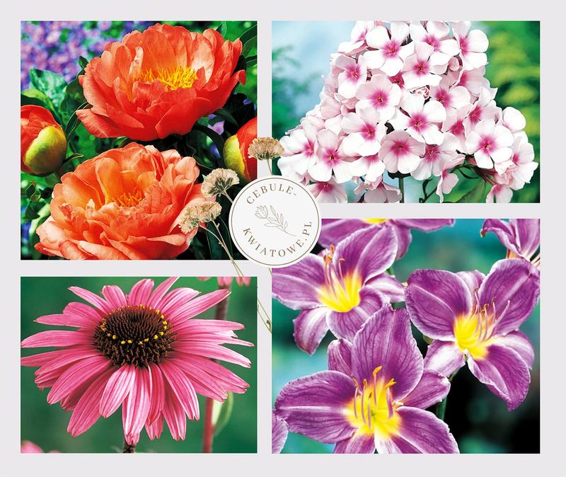 Kwiaty wieloletnie do ogrodu