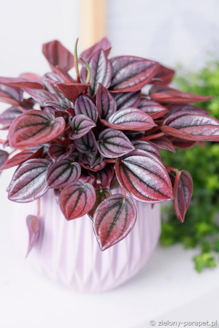 Kwitnienie peperomii Happy Bean