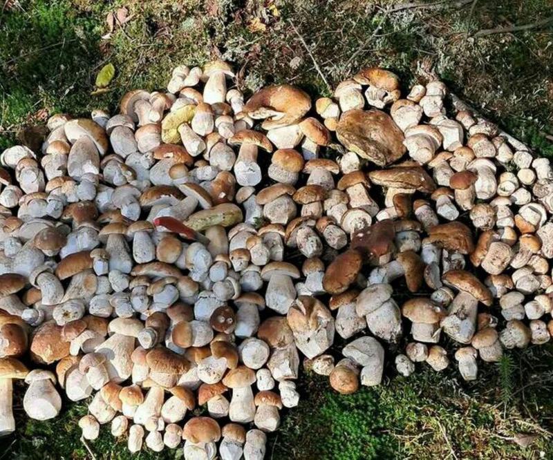 Miejsca na grzyby okolice Warszawy