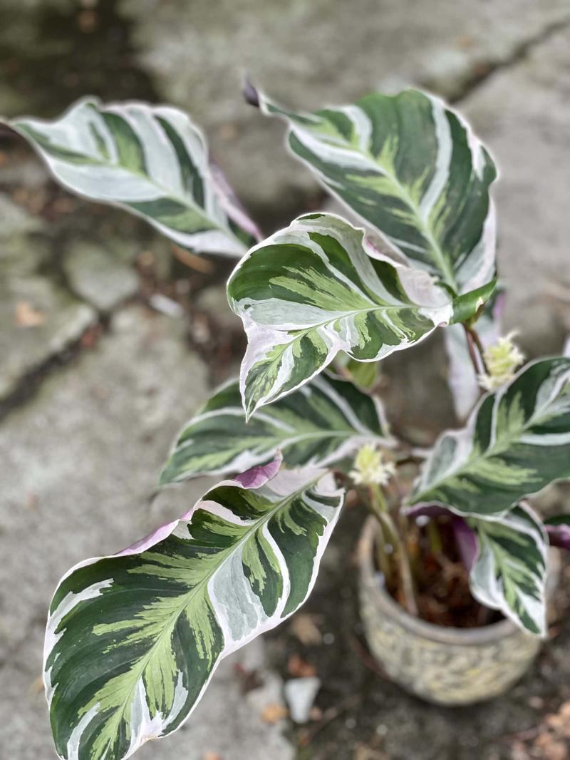 Najczęstsze problemy z calathea i rozwiązania