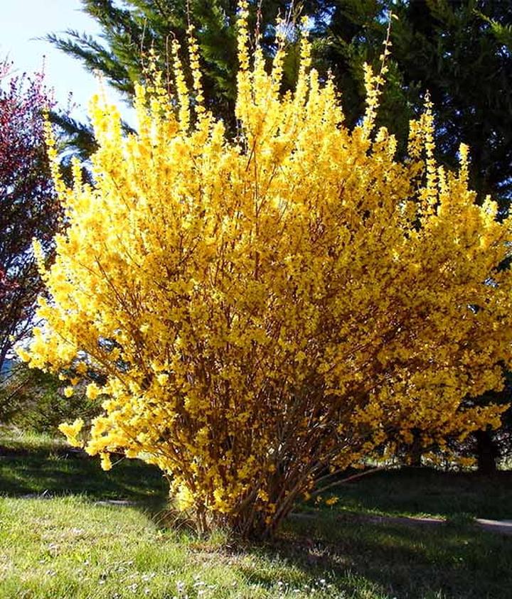 Narzędzia i techniki przycinania