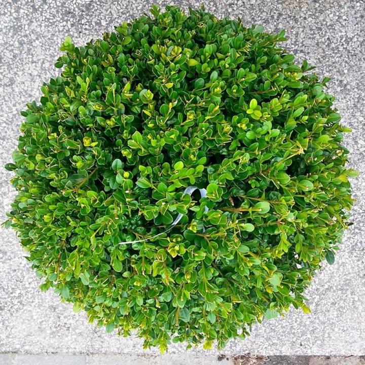 Ochrona bukszpanu środki naturalne i chemiczne