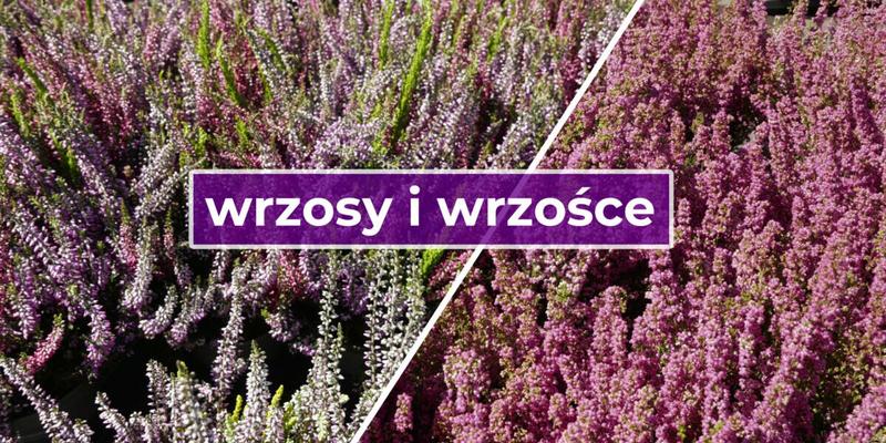 Ożywianie uschniętych wrzosów