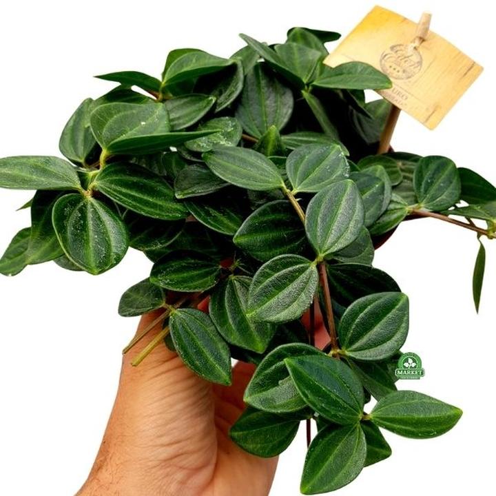 Pielęgnacja i nawożenie peperomii