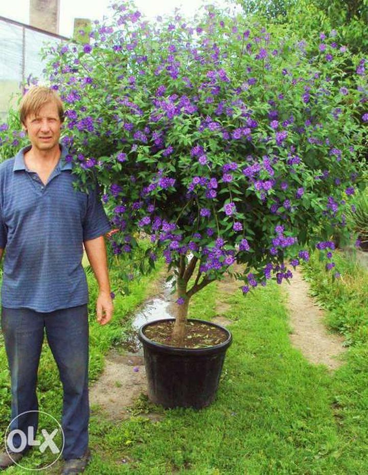 Pielęgnacja psianki szafirowej